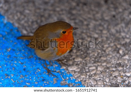 little robin bird on the street in the city