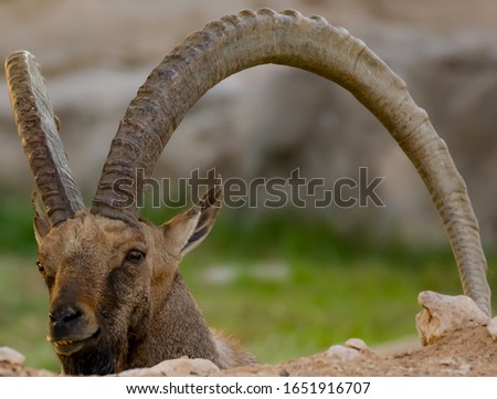 Alpine ibex, a species of a wild goat sitting, relaxing and posing for a pictures