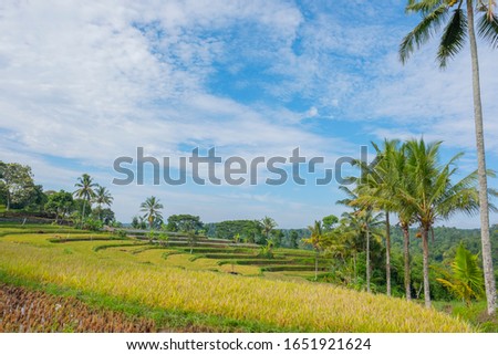 Beautiful terracing paddy field (terasering)