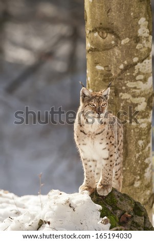 A Lynx in the snow background while looking at you