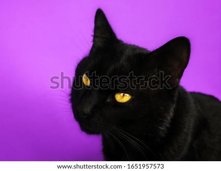  Black cat on a bright purple background with yellow eyes, portrait
