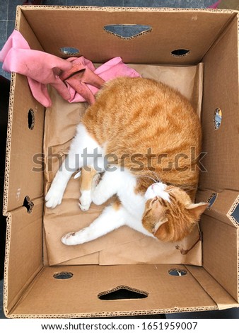 Ginger cat lies sleeping in a cardboard box