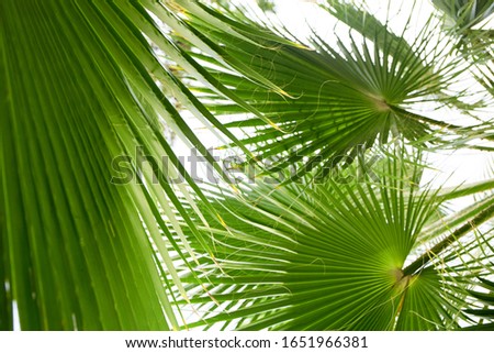 Palm tree under blue sky. Vintage background. Travel card. Sea resort background. Ecology and environment concept.
