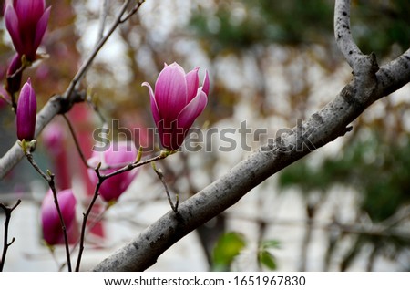Chinese purple magnolia with tree branch