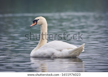 Mute Swan ( Cygnus olor ) swimming in the lake	