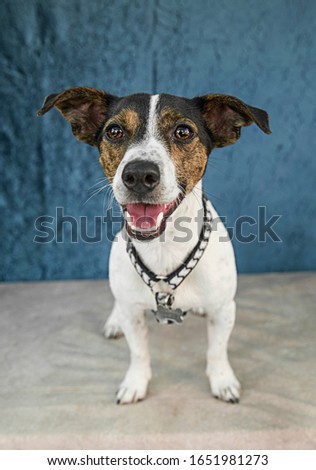 Cute funny Dog photo portrait 