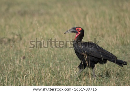 Horn-bill with strong beak, read patch on the head walking forward, is shot at Masai Mara Kenya is placed on the green grass in the photograph