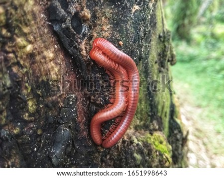 Millipede animals are reproducing, on wood.