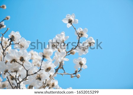 White magnolia flowers bloom in the early spring of each year under the blue sky, which is unique to Beijing, China
