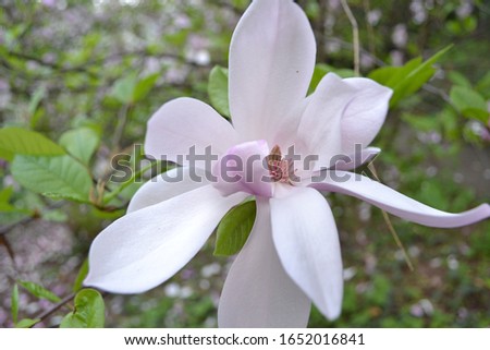 Flowering Magnolia 'Pinkie' (Magnolia x hybrida)