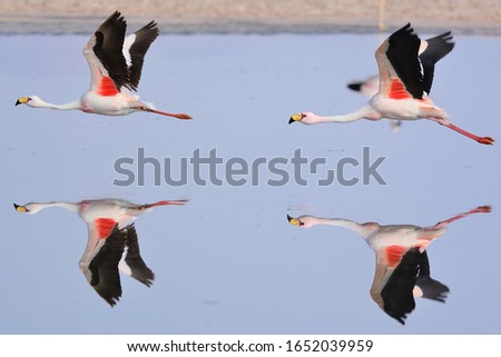 Flamingos of Atacama, Chile. Small Parina  (Phoenicoparrus jamesi).