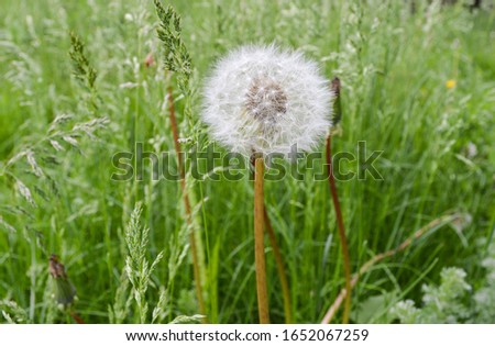 Macro photo Natural plants of fluffy dandelion. Blooming white dandelion flower on a background of green grass