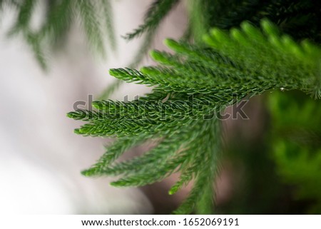 Details of a pine tree in any garden in brazil.