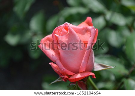 Macro photo of a pink rose. A beautiful open rosebud. Stock photo roses