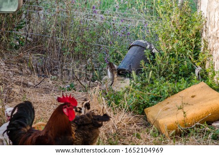 Photograph of some kittens with little life in the countryside of Menorca with chickens.