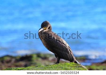 The great cormorant (Phalacrocorax carbo), known as the great black cormorant