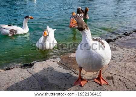 Ducks and geese swimming on a lake