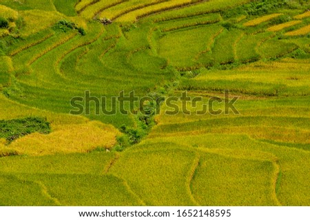 Picture taken to rice paddies while walking in a route in Sapa, Vietnam