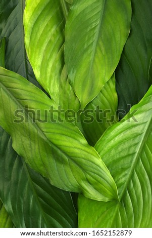 Trendy green leaves background, great design for any purposes. Floral wallpaper. Forest foliage. Leaf texture. Flat lay.