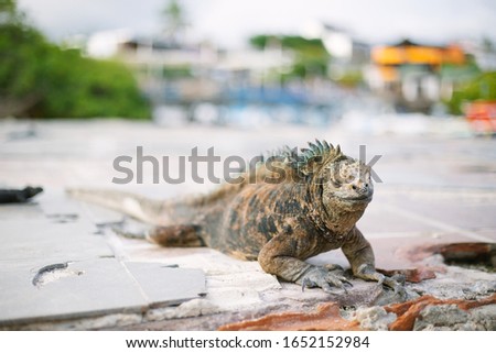 Galápagos marine iguana with city in the background 