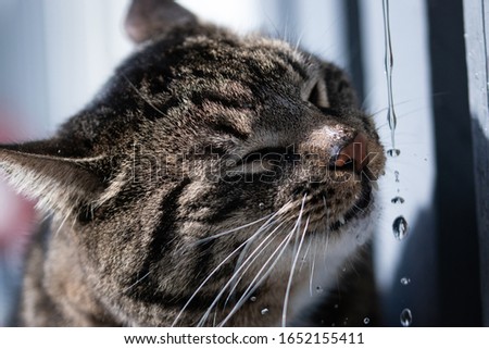 Grey tabby cat portrait with green eyes drinking water, detailed extreme close up with water drops splashing around cat face, nose, whiskers and fangs and tongue