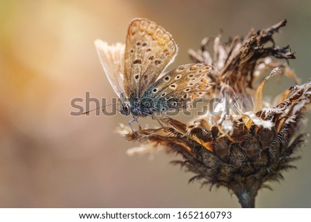 Butterfly moth on a dried flower Light dawn sunset. Macro