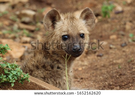Spotted hyena cub South Africa