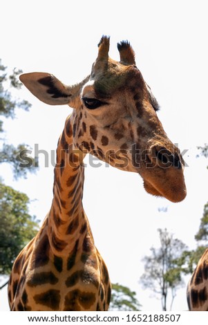 a picture of a funny Giraffe waiting for food in the giraffe center in Nairobi, Kenya