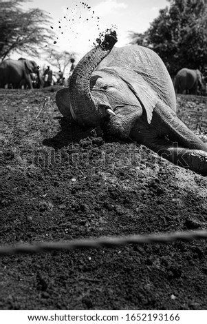a black and white picture of an orphan baby elephant in the dirt playing with mud, plants and his friends