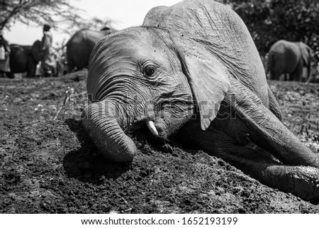 a black and white picture of an orphan baby elephant in the dirt playing with mud, plants and his friends