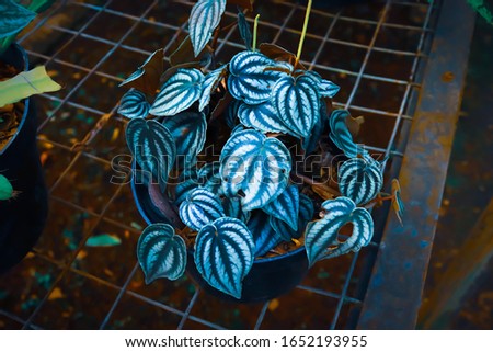 leaf texture blue, dark blue toned, natural background