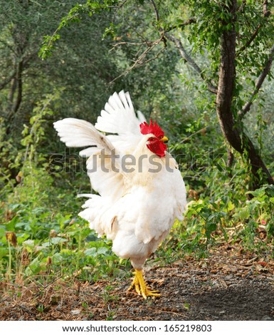 cock open wings Royalty-Free Stock Photo #165219803