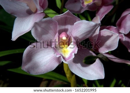 Cymbidium Orchid flower light purple macro up close beautiful lovely