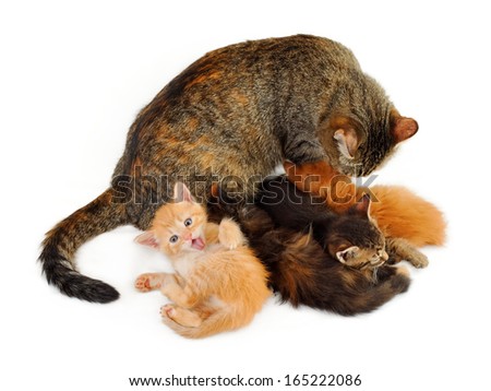 cat with kittens, washing them out