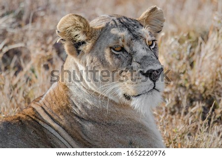 Lion Big Cat in Serengeti