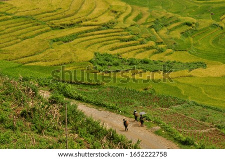 picture taken in sapa vietnam. Rice paddies
