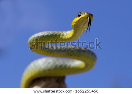 Common Tree Snake with tongue flickering