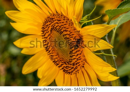 Sunflower natural background. Bee on sunflower.