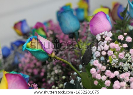 a floral bouquet of multicolor roses with pink ginestra and snowy babys breath 7663