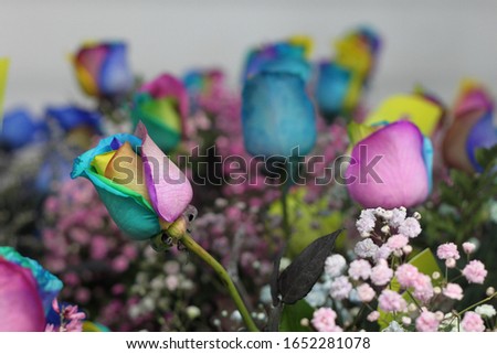 a floral bouquet of multicolor roses with pink ginestra and snowy babys breath 7662
