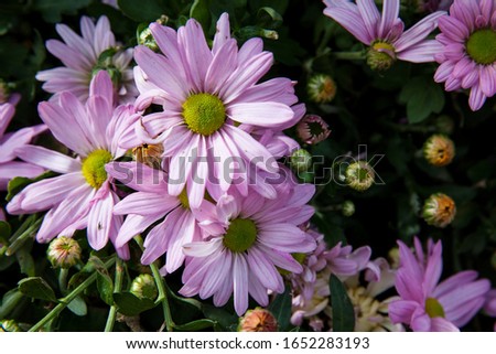 Background with blossoming a  colorful chrysanthemum flowers. 