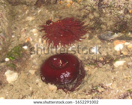 Sea anemone shot in a beach in Florianópolis, Santa Catarina, Brazil.
