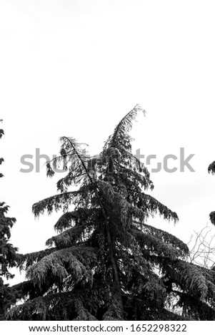 Beautiful trees isolated against skies. Fine art stylized for poster design. 