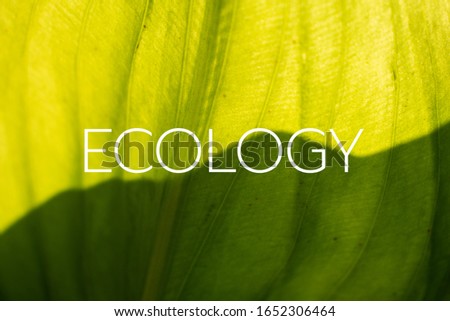 Ecology,background natural green plants,fresh wallpaper concept.
