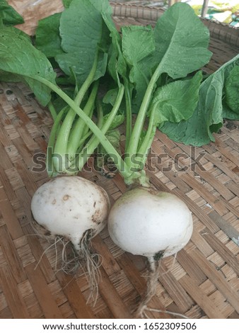 White radish just dug out from the ground