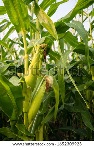 selective focus picture of corns on the cob in corn field,close up of corn with its ear on the plant.