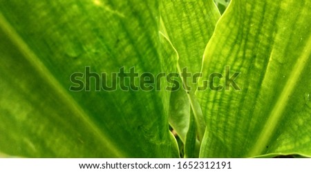 Abstract texture in leaves for background 