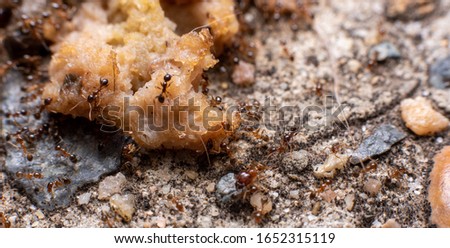 fire ants feeding on an animal meat in australia
