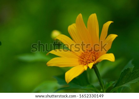 Mexican Sunflower or Tree Merigold in Thailand