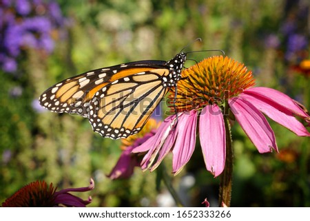 The beautiful shot of a Monarch butterfly feeding on a pink coneflower in Missouri